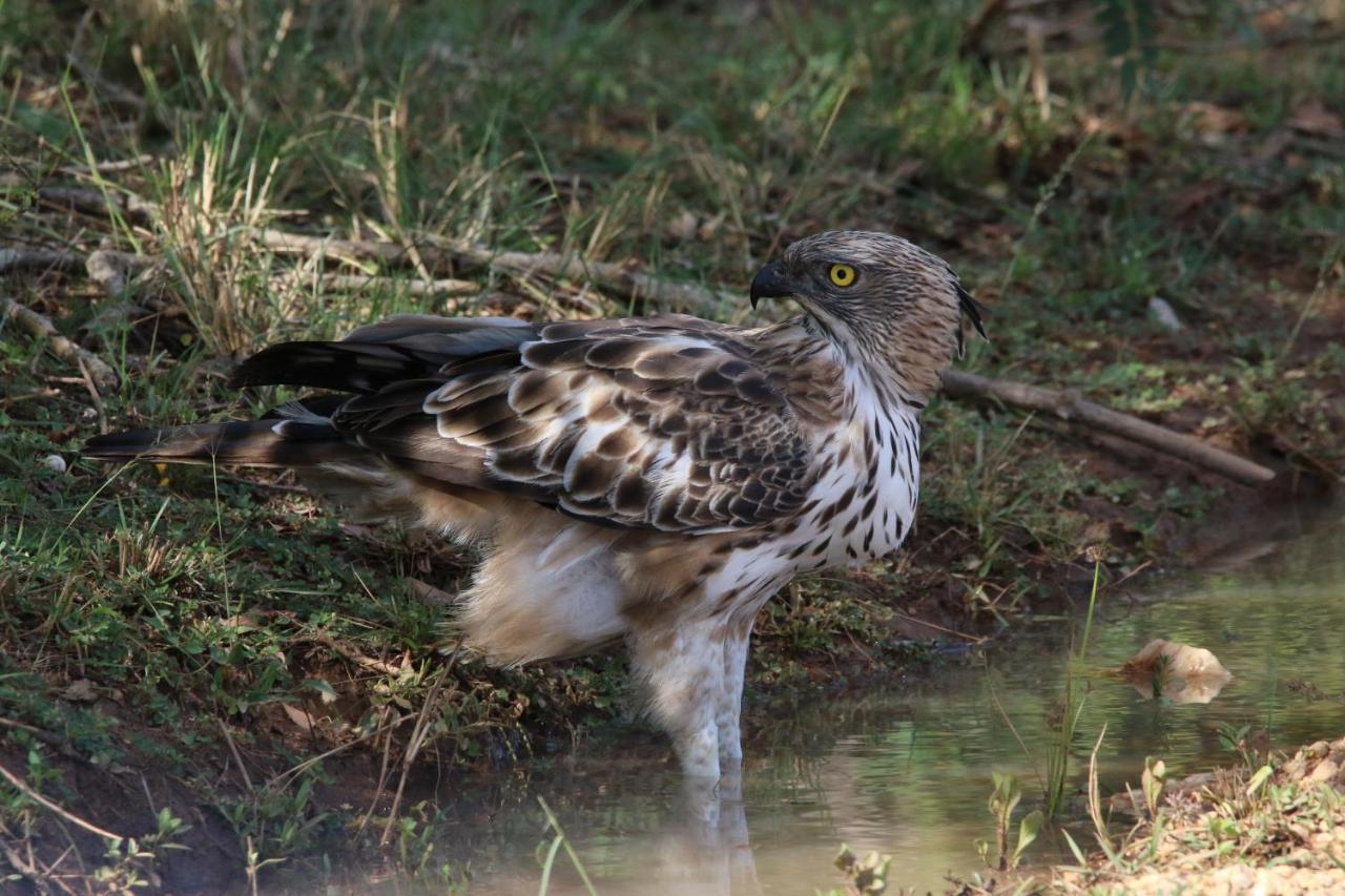 Vila Kele Yala Exteriér fotografie