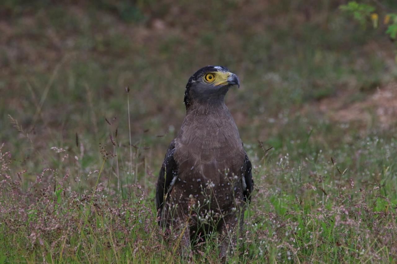 Vila Kele Yala Exteriér fotografie
